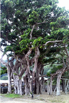 加計呂麻島の於斉にあるガジュマルの巨木
