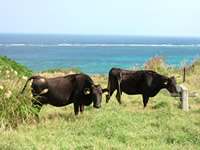 写真：平久保崎で見かけた牛たち