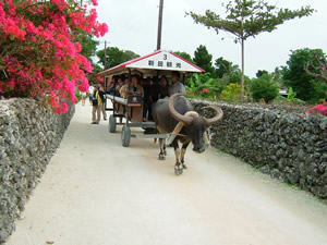 写真：竹富島の集落を巡る水牛車の様子