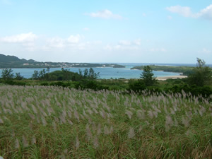 写真：浦底浜から海を見渡した様子、手前にはサトウキビ畑が広がっています
