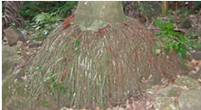 写真：ヤエヤマヤシの根元、根がもじゃもじゃと地上の幹から重なるように生えている