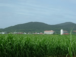 久米島の景色、広がるサトウキビ畑