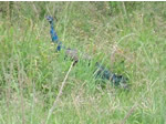 写真：牧草内をうろつく孔雀
