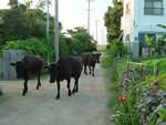写真：明け方に牧場を抜け出して集落を散歩する牛たち