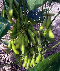 枝豆の収穫適期