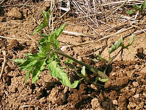 トマト苗の植え方