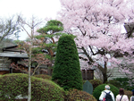写真：絵島囲み屋敷の入口に咲く小彼岸桜