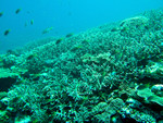 枝サンゴの群生