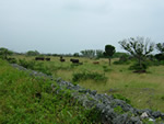 写真：黒島の牧場の景色２