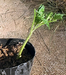 トマトの脇芽を育苗
