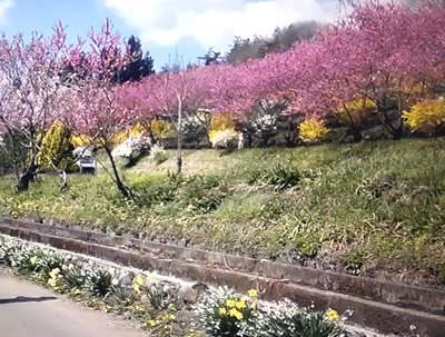 中之条町の春の景色