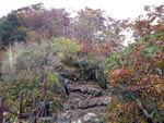 写真：紅葉の金時山登山道（下山ルート）
