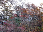 写真：紅葉の金時山登山道（下山ルート）その2