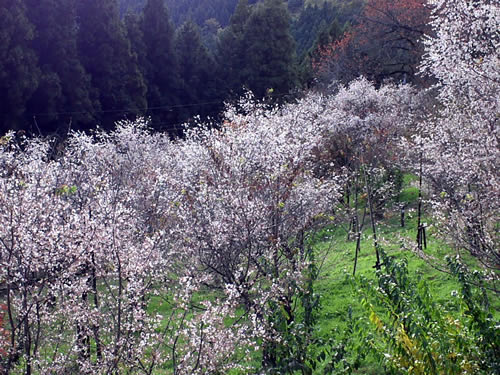 写真：城峯公園の桜2