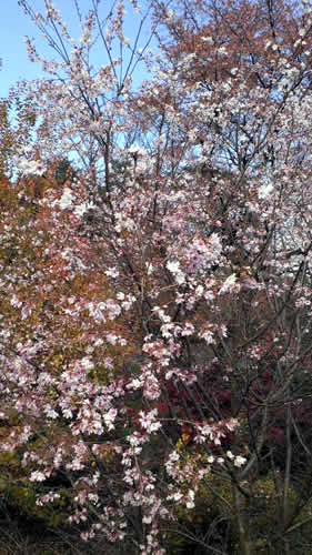 写真：桜山公園の桜