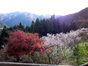 写真：桜山公園と城峯公園の冬桜
