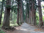 写真：戸隠、戸隠神社奥社参道の杉並木