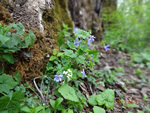 写真：戸隠、タチツボスミの花