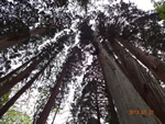 写真：戸隠、杉並木を見上げて