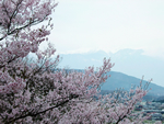 写真：高遠城址公園のこひんがん桜：その１
