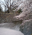 写真：お堀の水面を覆いつくした桜の花びらと松本城